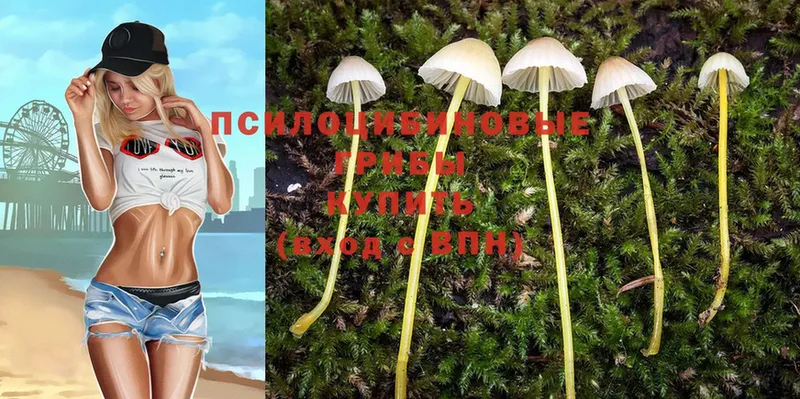 Галлюциногенные грибы Psilocybine cubensis Лосино-Петровский